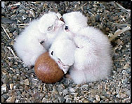 Falcon chicks